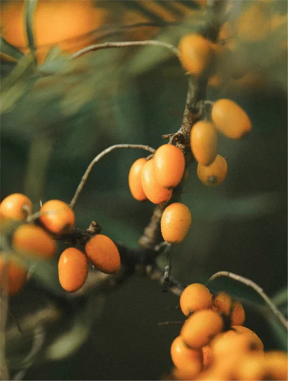 DUALIS — ingrediente 1 olivello spinoso