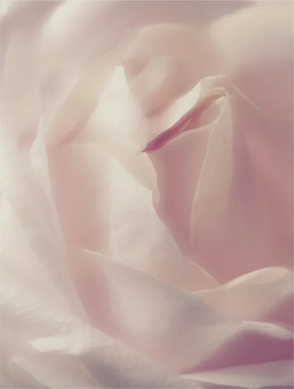 NUVOLA — ingrediente 1 rosa