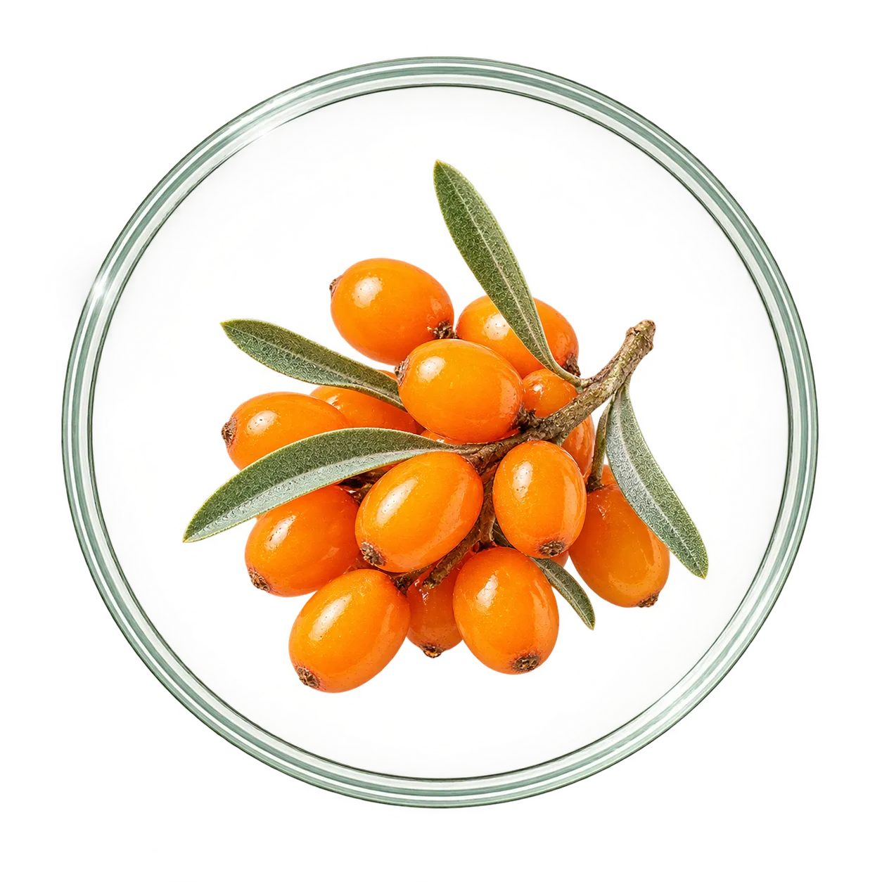 Olivello spinoso