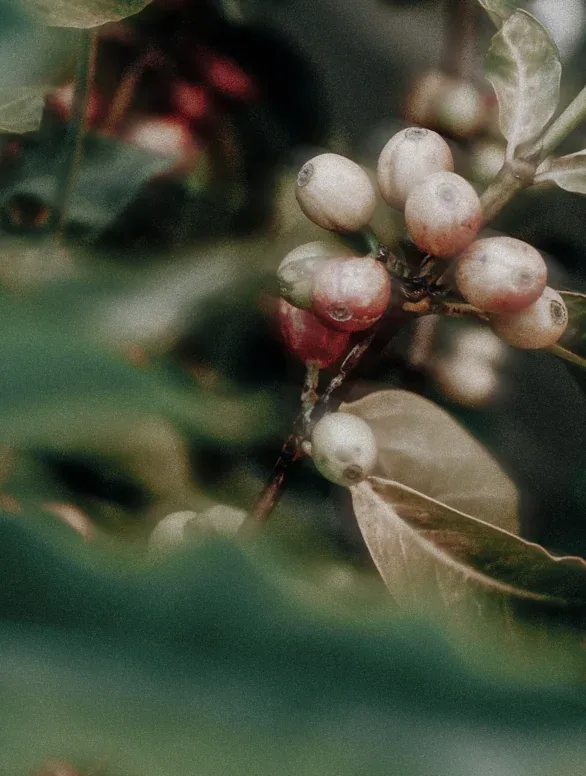 REVIVA — ingrediente 2
