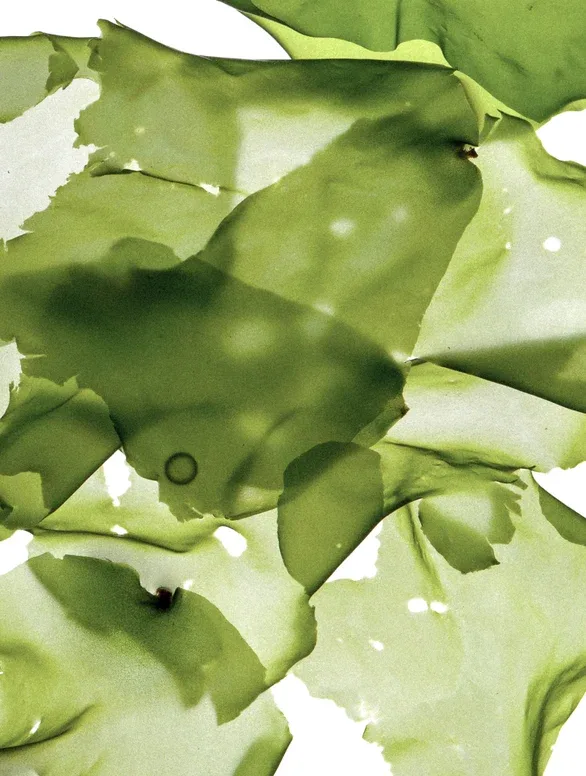 TERRA — ingrediente 1
